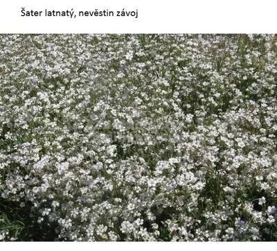 Šater latnatý, nevěstin závoj