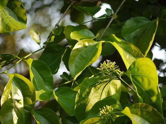List of poisonous plants - Wikipedia