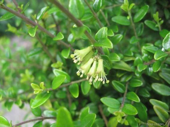 Zimolez lesklý - Lonicera nitida