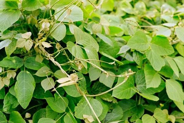 the film — From Kudzu