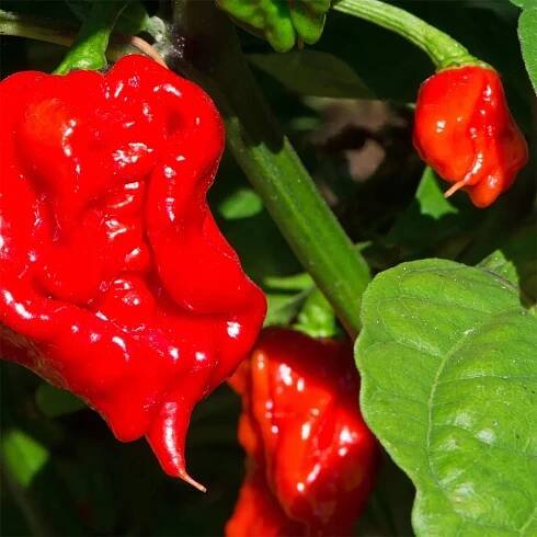 SADA PRO PĚSTOVÁNÍ PAPRIKY CAROLINA REAPER HP22B ČERVENÁ SEMENA NEJOSTŘEJŠÍ Značka Łatwa Uprawa