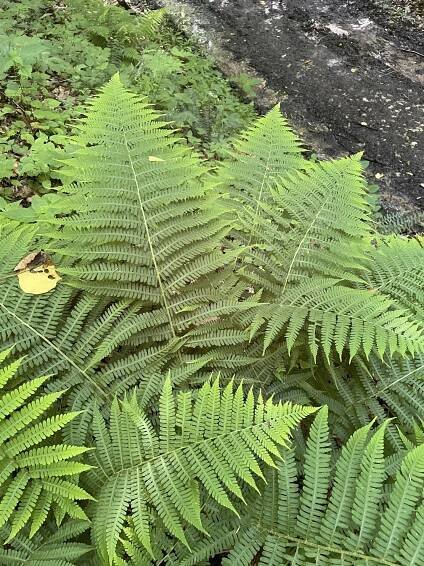 Gallery 1 — West Virginia Native Plant Society