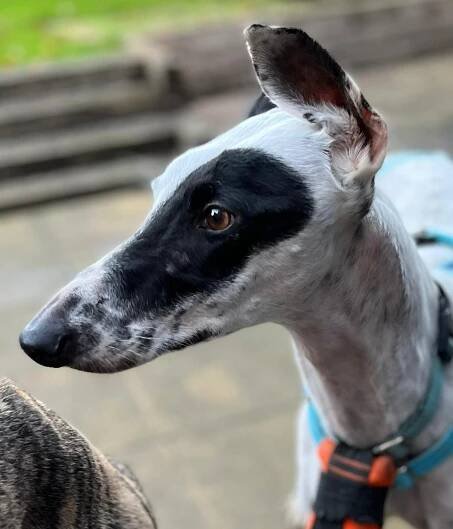 Elliot (Eli) - Project Galgo Adoption & Fostering