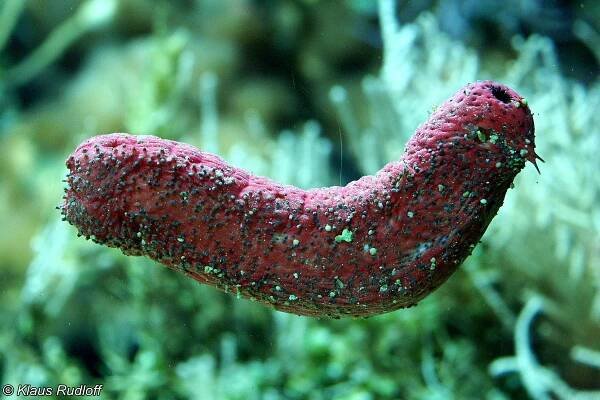 Obrázek - Holothuria edulis (sumýš jedlý) | BioLib.cz