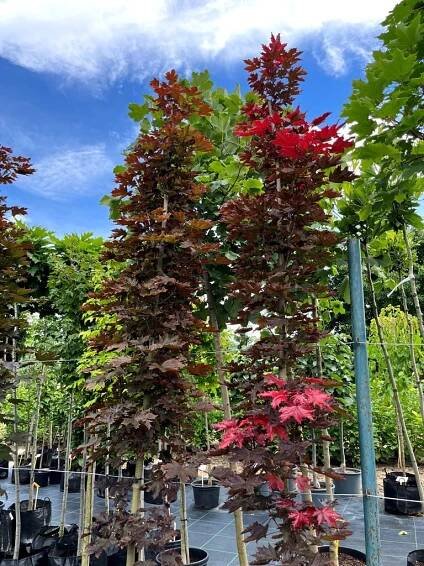 Acer platanoides 'Crimson Sentry'