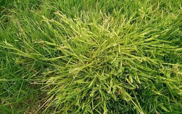 lipnice roční (Poa annua).jpg