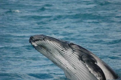 Jedna velryba pohltí více uhlíku... než tisíc stromů. Pomáhají tak v boji proti klimatickým změnám.