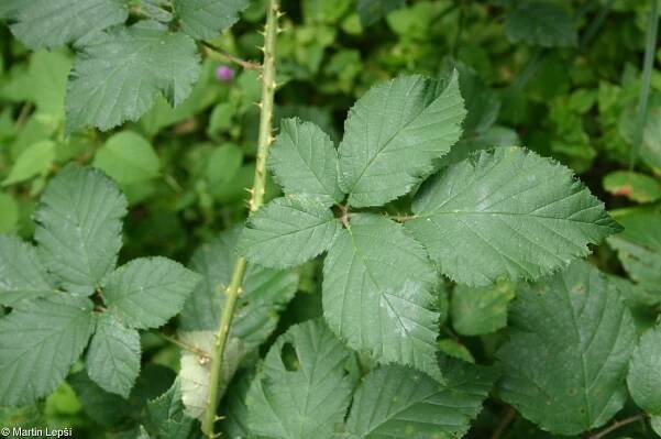 fotografie Rubus passaviensis (ostružiník pasovský)