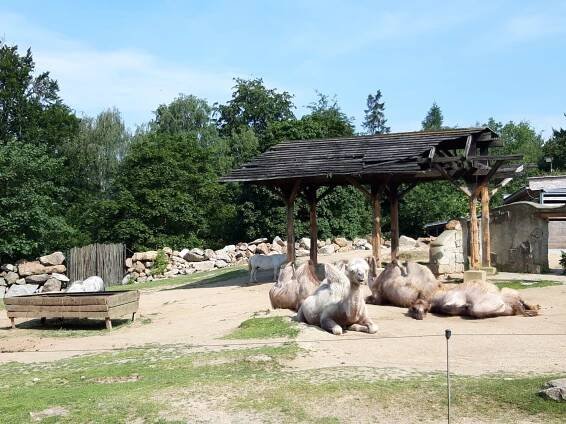 Školní výlet 1. tříd – ZOO Liberec – ZŠ Husitská Nová Paka