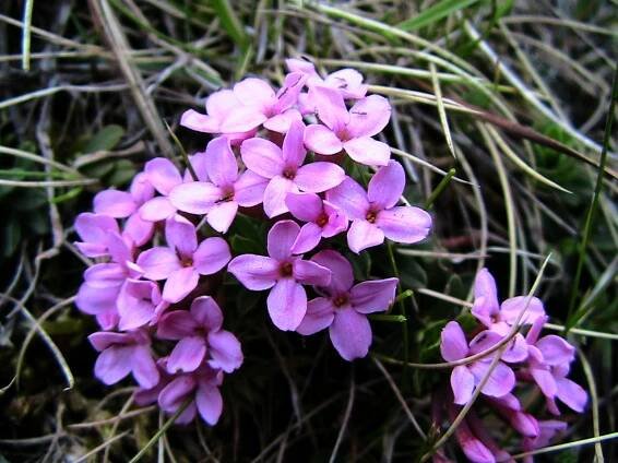 Daphne cneorum