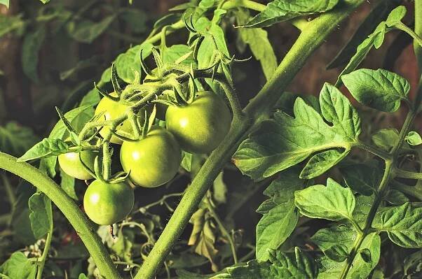 Stonky, listy i zelené nezralé plody rajčat (Solanum lycopersicum) – obsahují solanin, látku pro psy toxickou.