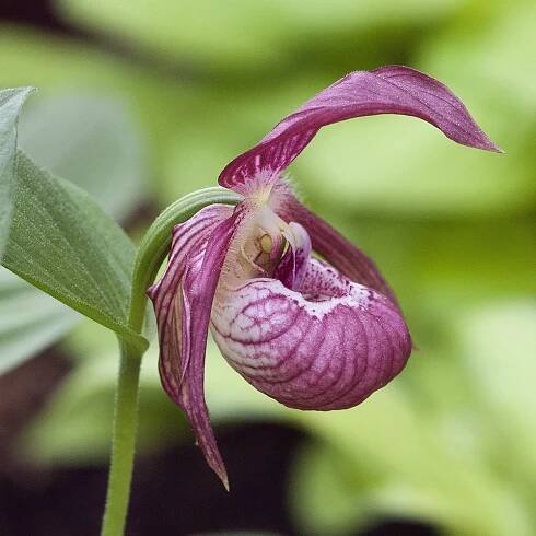 Frauenschuh-Orchidee ‘Ventricosum’