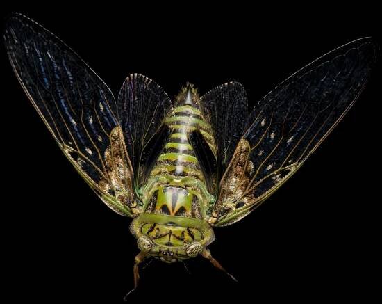 Studio portrait of a cicada