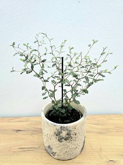 Sophora Prostrata Little Baby