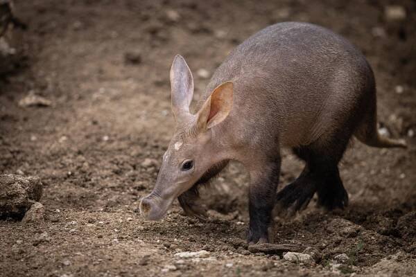 aardvark chůze v poušti - hrabáč kapský - stock snímky, obrázky a fotky