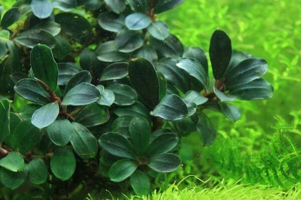 Purple Blue - Buce Plant