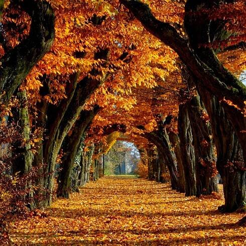A crisp fall morning with a sleek iPad in hand Wallpaper