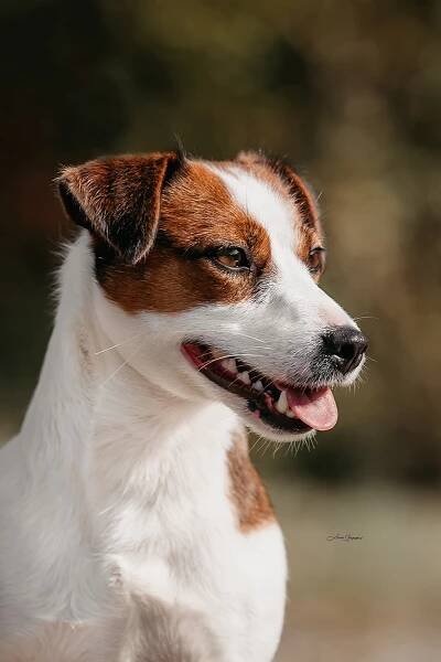 Josefina Drapichrust – Pylades | Jack Russell terrier