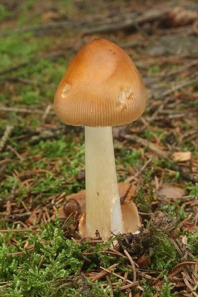 Amanita - muchomůrka - myko.cz