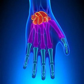 Anatomie lidské ruky a zápěstí s oběhového systému — Stock obrázek