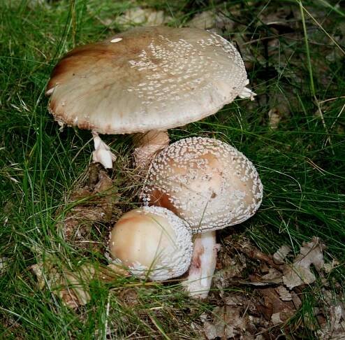 Soubor:Muchomůrka růžová 1.jpg – Wikipedie