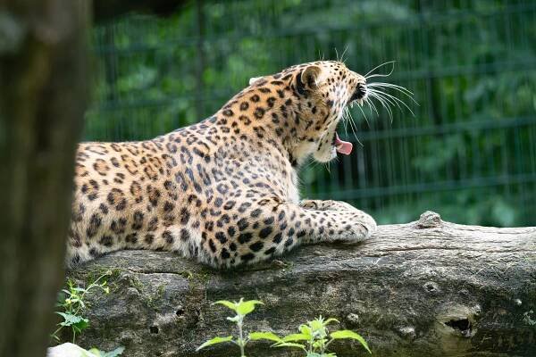 Jährliches Foto-Shooting - Tierpark Stadt Haag