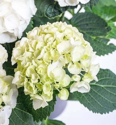 Hortenzie velkolistá, Hydrangea macrophylla, bílá, skladem | ZAZUMi.cz