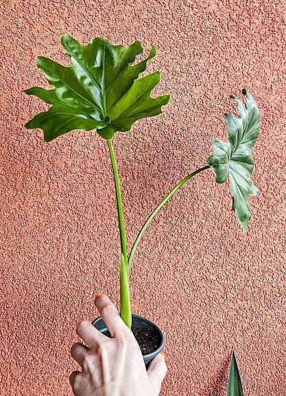 Philodendron xanadu