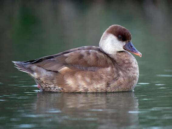  - Red-crested Pochard