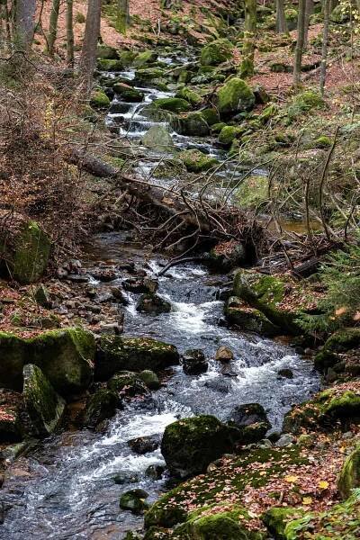 Tips and Techniques for Trout Fishing in a Creek 3