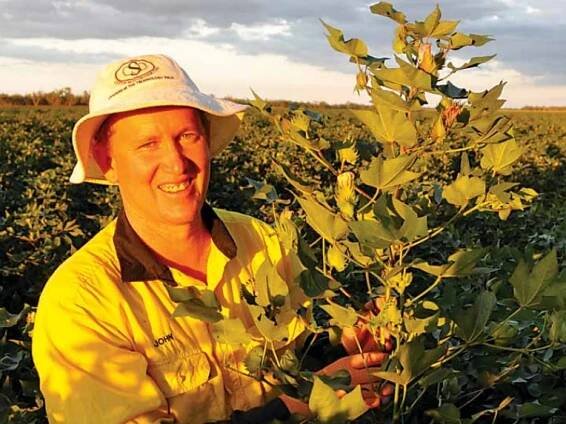 John Norman in a cotton field holding a cotton plant, date unknown.