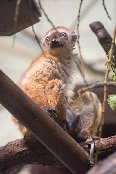Ostravská zoo prožívá zlaté časy. Pyšní se vzácným mládětem a chystá novinky