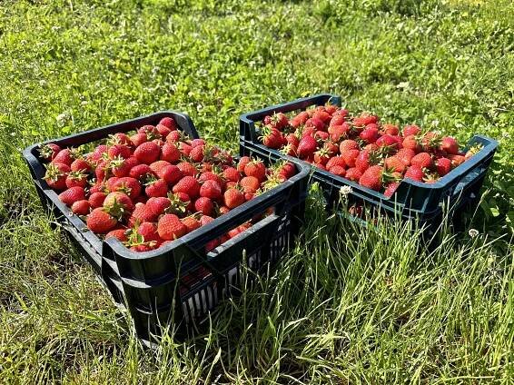 Na plantáži v Dolní Pěně začal samosběr. Zákazníci si odnášeli kilogramy jahod