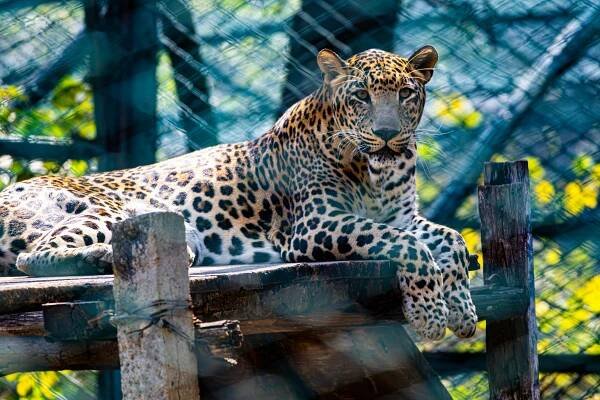 Základová fotografie na téma amur leopard, detail, divočina, divoké zvíře, divoký, dravý pohled, fotografie divoké přírody