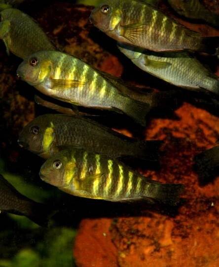Tropheus sp Canary cheek - Ponuka - Cichlidae