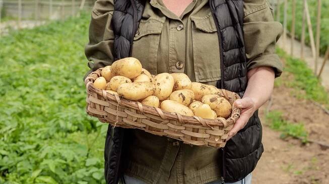 Kartoffeln ernten: Drei typische Fehler sollten unbedingt vermieden werden