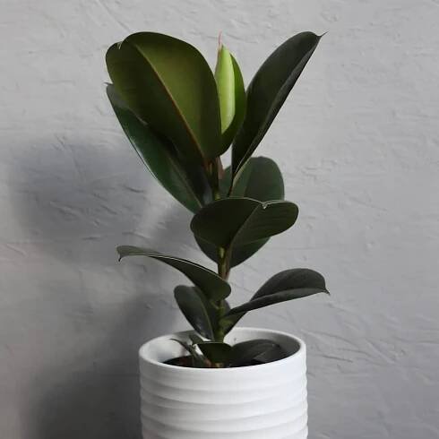 Ficus Elastica Robusta - Rostlinkovo.cz - pokojové rostliny