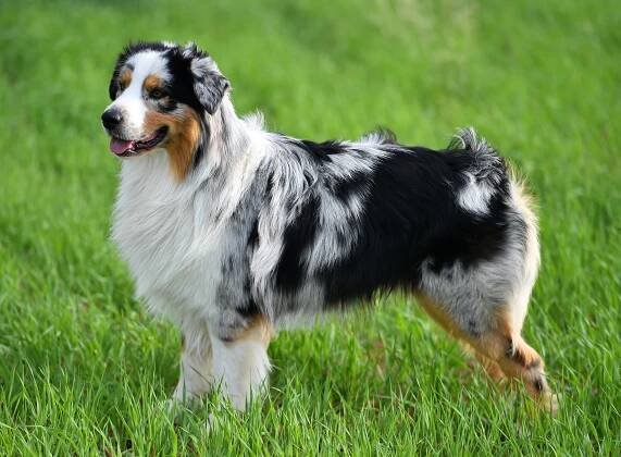 Australian Shepherd Dog Breed Information & Care