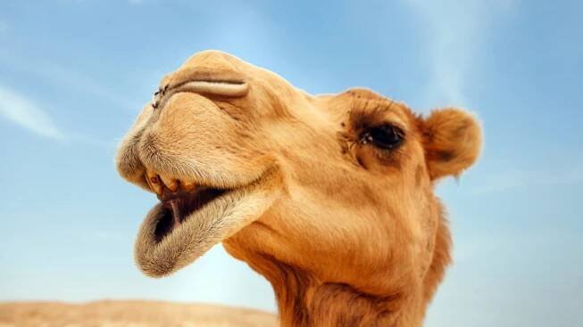 Camel milk's health properties could help treat asthma caused by allergies