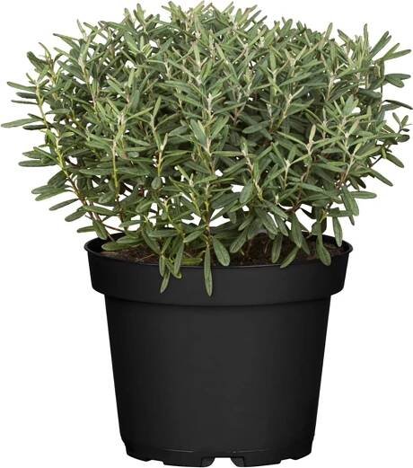 OBI Keříčkový rozrazil "Green Globe" výška cca 5 - 10 cm květináč cca 1 l nakoupit u OBI