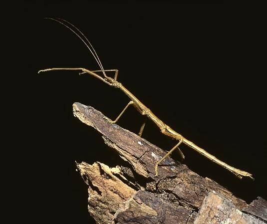 Stick Bugs in Your Yard