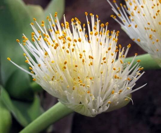Haemanthus albiflos