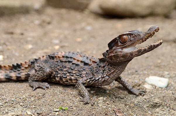 Kajman hladkočelý (Paleosuchus trigonatus) – Patrick K. Campbell / Shutterstock