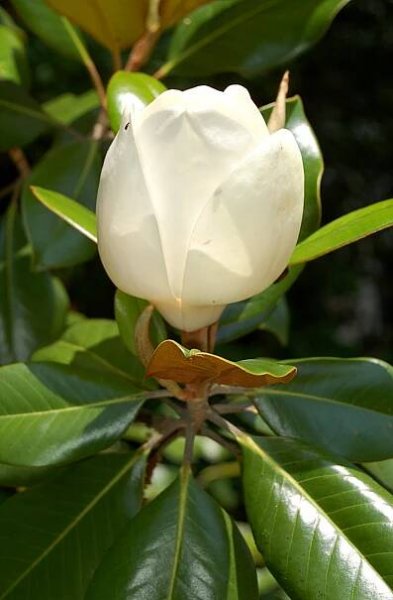 EduPic Flower Images