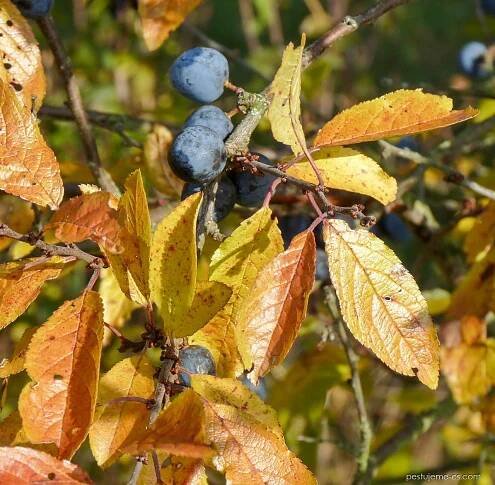 Trnka obecná - kolce (Prunus spinosa), listy podzim