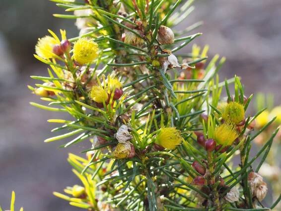 Verticordia staminosa