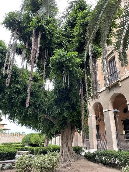 Tree in Palma de Mallorca
