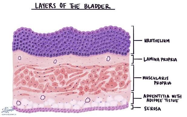 Urothelium