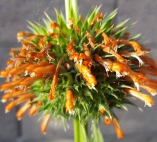 Kilp dagga seeds (L. Nepetifolia)