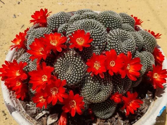 Rebutia krainziana